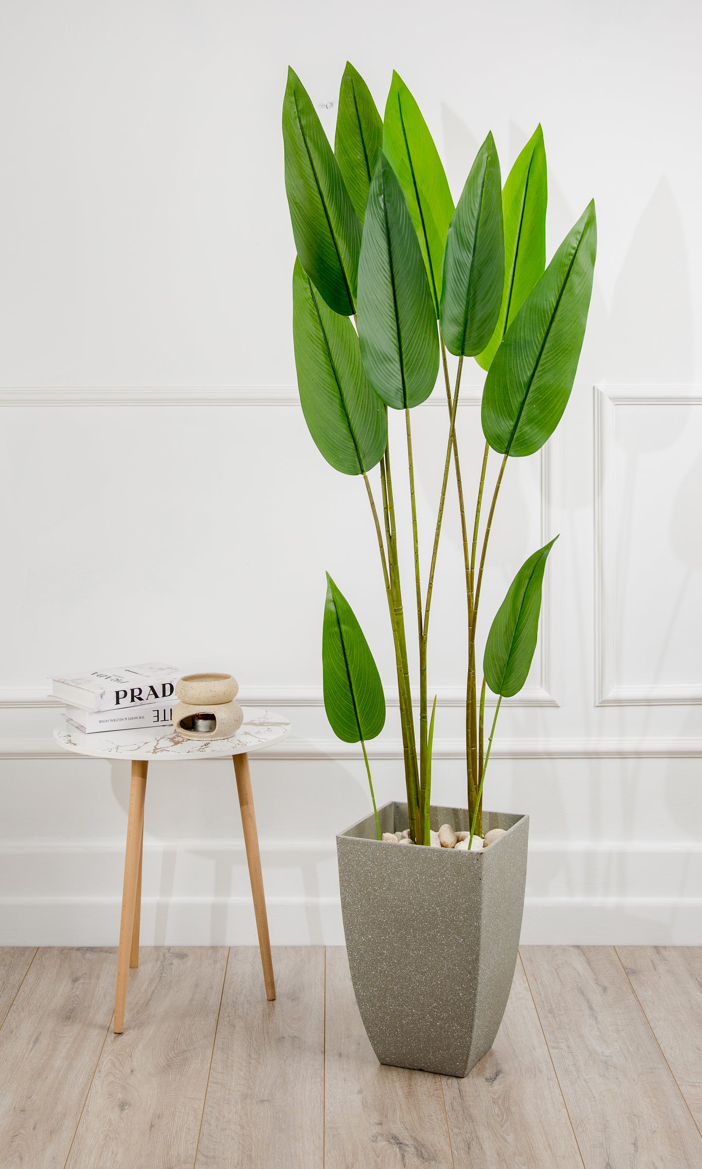 Bird of paradise plant